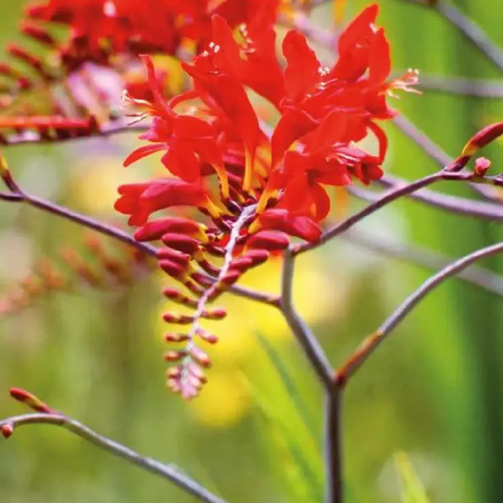 Crocosmia rouge - Le pot de 9 x 9 cm
