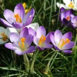 Crocus - Le pot de 10,5 cm