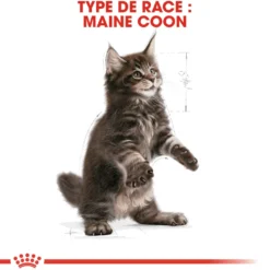Croquette pour chaton et chatte adulte en gestation Maine Coon Royal Canin - 2 kg