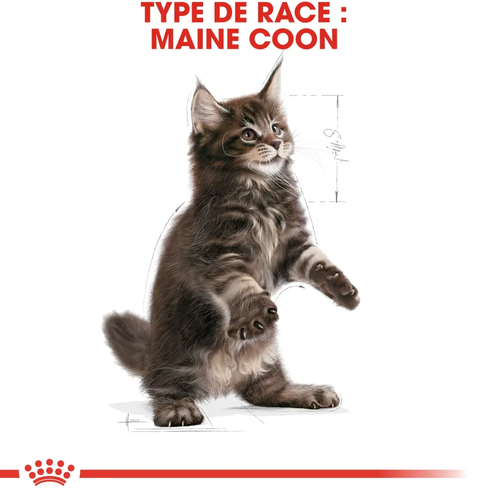 Croquette pour chaton et chatte adulte en gestation Maine Coon Royal Canin - 2 kg