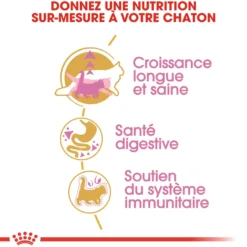 Croquette pour chaton et chatte adulte en gestation Maine Coon Royal Canin - 2 kg