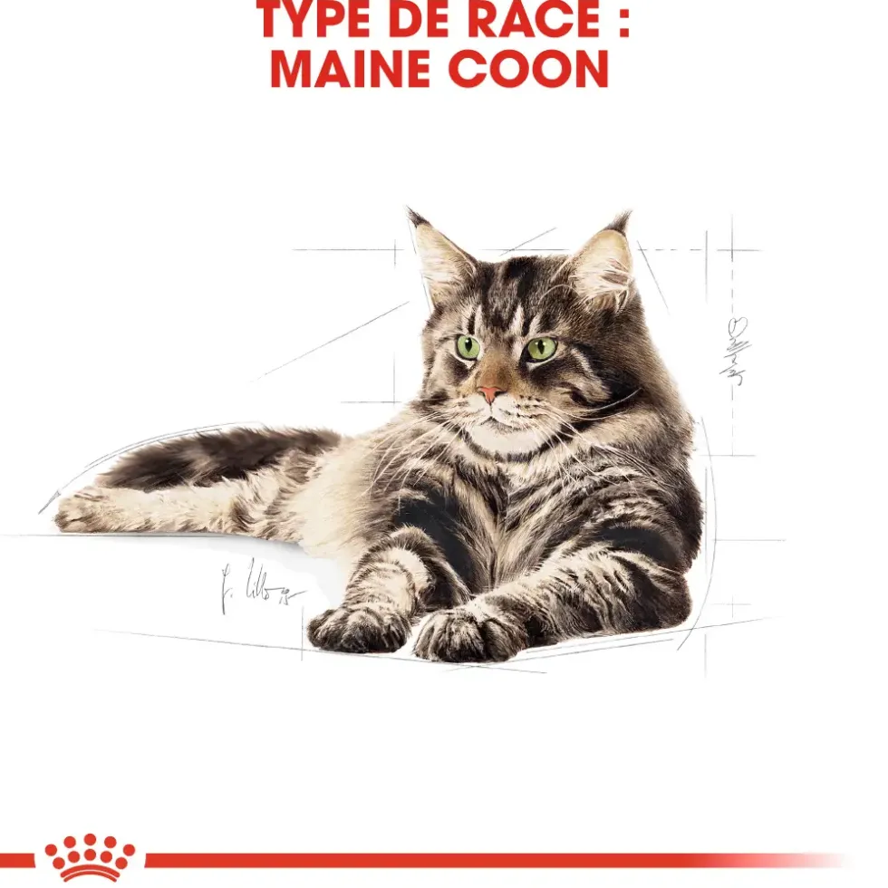 Croquettes pour chat adulte Maine Coon Royal Canin - 2 kg
