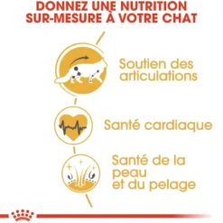 Croquettes pour chat adulte Maine Coon Royal Canin - 2 kg