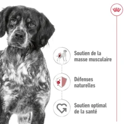 Croquettes pour chien adulte de taille moyenne Royal Canin Medium Adult - 3 kg