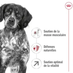 Croquettes pour chien adulte de taille moyenne Royal Canin Medium Adult +7 - 15 kg