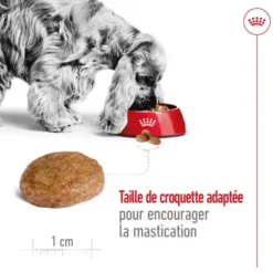 Croquettes pour chien adulte de taille moyenne Royal Canin Medium Adult +7 - 15 kg
