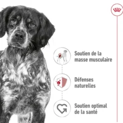 Croquettes pour chien adulte de taille moyenne Royal Canin Medium Adult - 15 kg