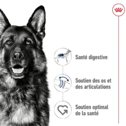 Croquettes pour chien adulte de grande race Royal Canin Maxi Adult - 12 kg