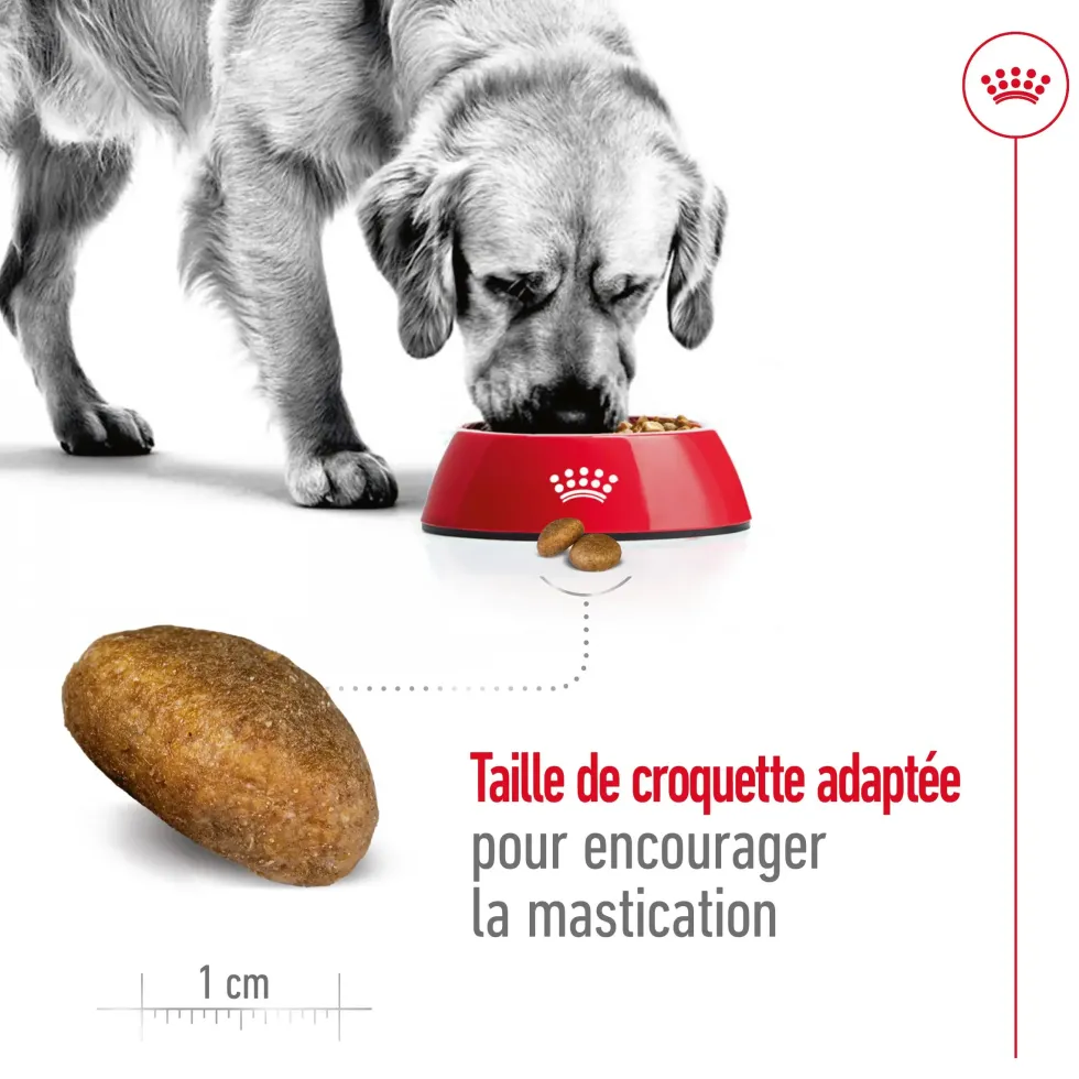 Croquettes pour chien adulte de grande race Royal Canin Maxi Adult - 12 kg