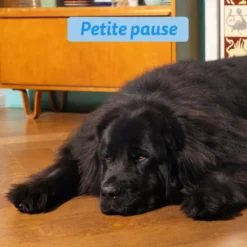 Croquettes pour chien adulte au saumon sans céréales Edgard & Cooper - 7 kg