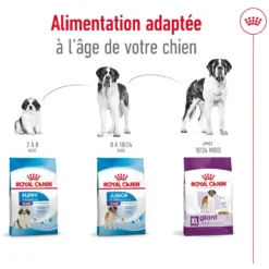 Croquettes pour chien adulte de grande taille Royal Canin Giant Adult - 15 kg