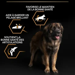 Croquettes pour chien Pro Plan Dog Large Adult Robust - 16,5 kg