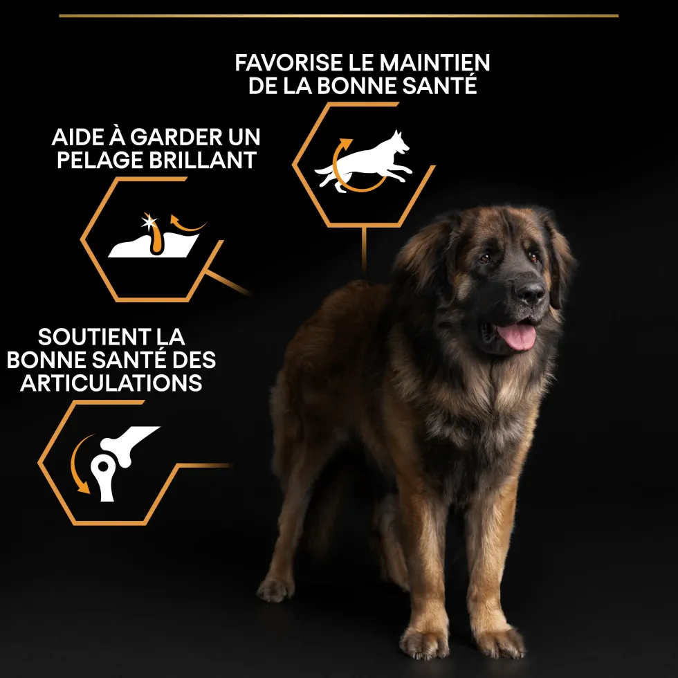 Croquettes pour chien Pro Plan Dog Large Adult Robust - 16,5 kg