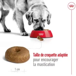 Croquettes pour chien senior de grande taille Royal Canin Maxi Ageing 8+ - 15 kg