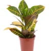 Croton Petra multicolore. Le pot Ø 17 cm