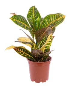 Croton petra multicolore. Le pot Ø 19 cm