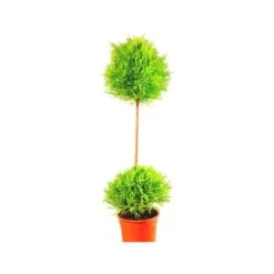 Cupressus Gold Crest Tige - Le pot de 1 litre