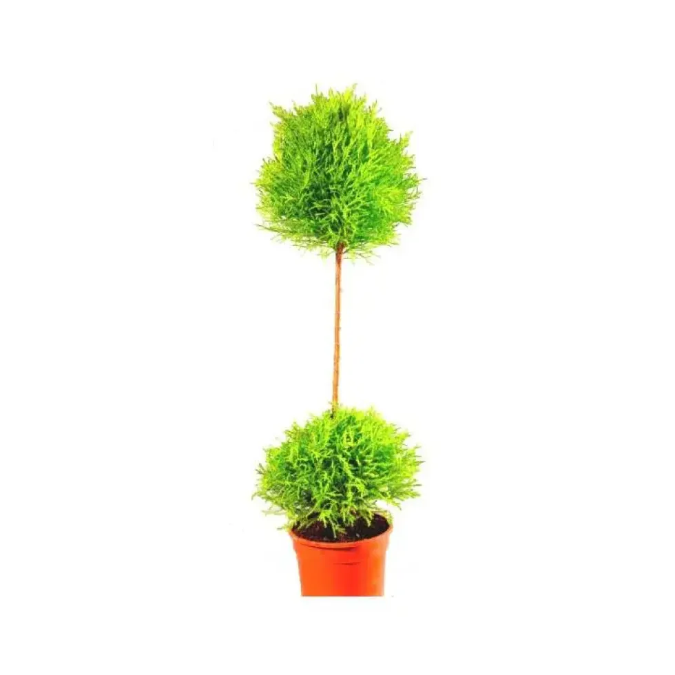 Cupressus Gold Crest Tige - Le pot de 1 litre