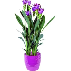 Curcuma 85 cm en pot Ø 19 cm