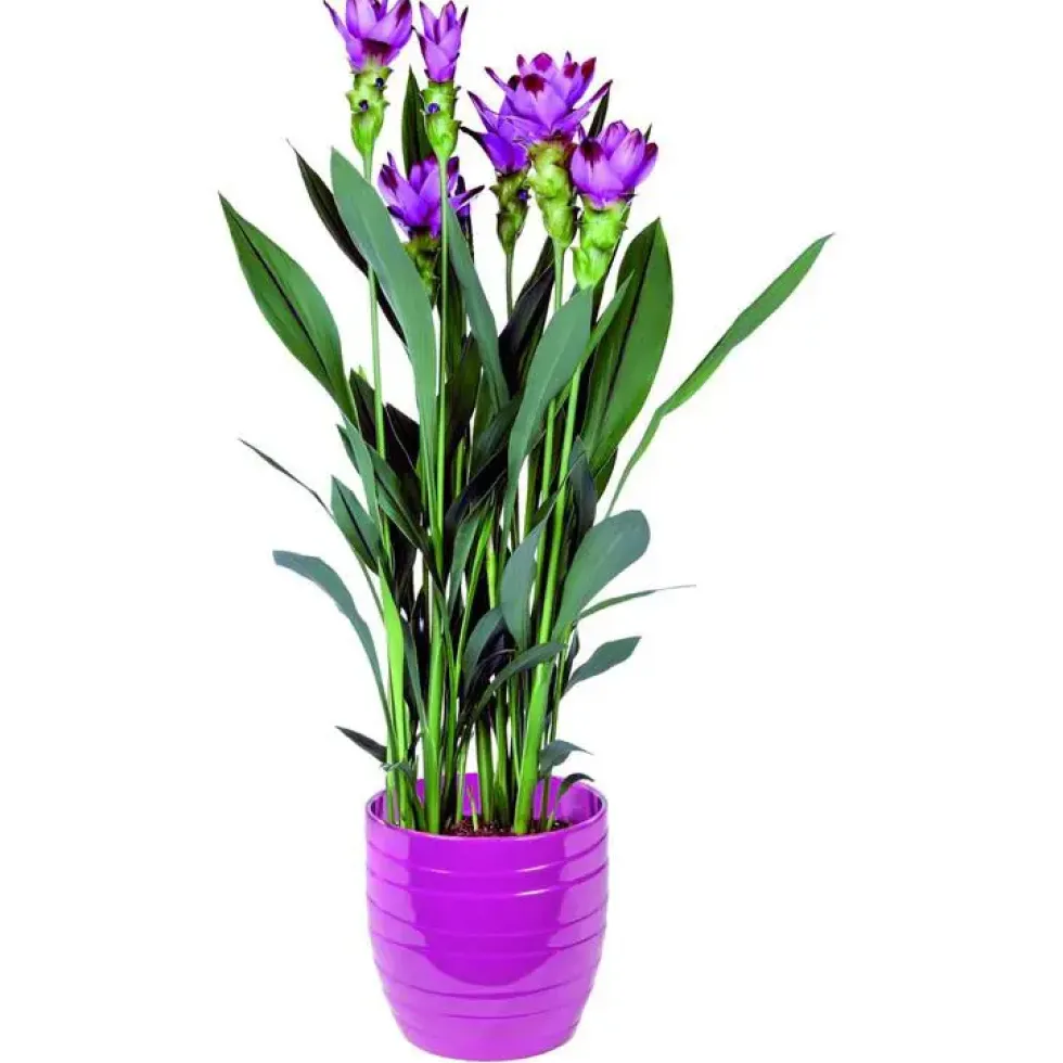 Curcuma 85 cm en pot Ø 19 cm