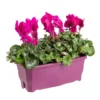 Cyclamen à grandes fleurs - La jardinière de 40 cm