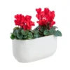 Cyclamen pot céramique D.20 cm