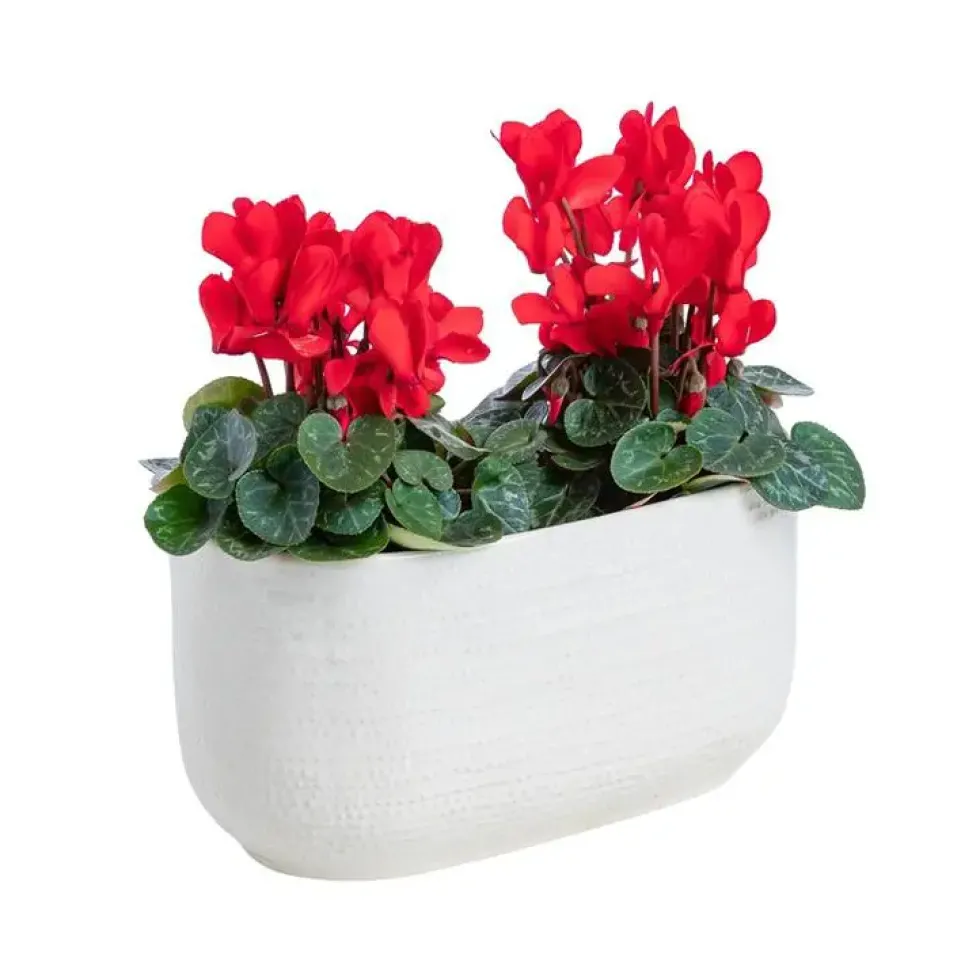 Cyclamen pot céramique D.20 cm