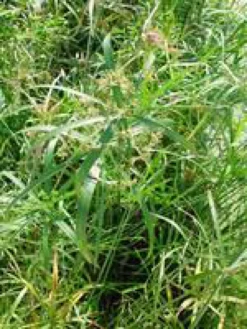 Cyperus Alternifolius pot Ø14xH55 cm