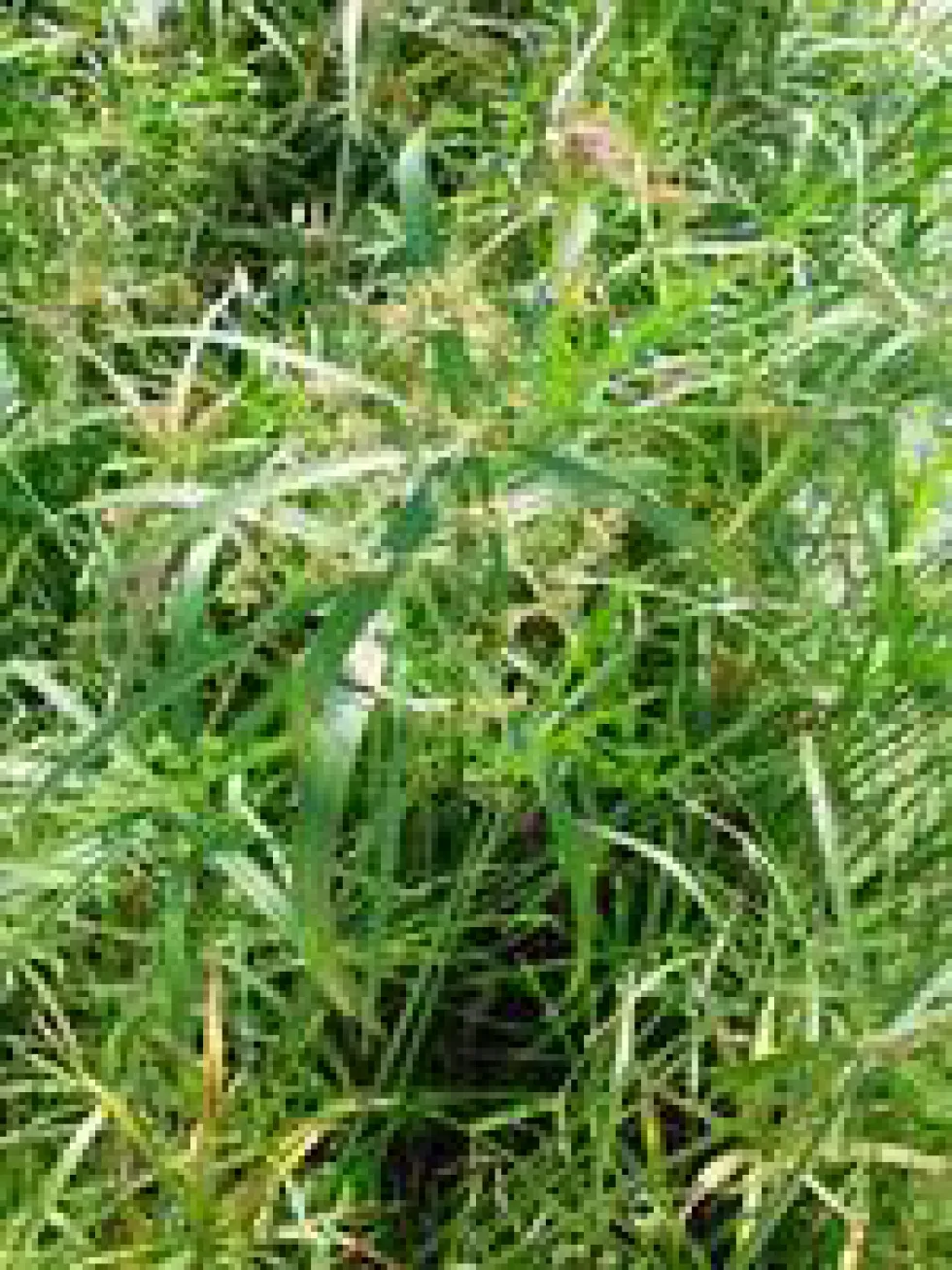 Cyperus Alternifolius pot Ø14xH55 cm