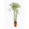Cyperus Papyrus en pot de 3 L vert