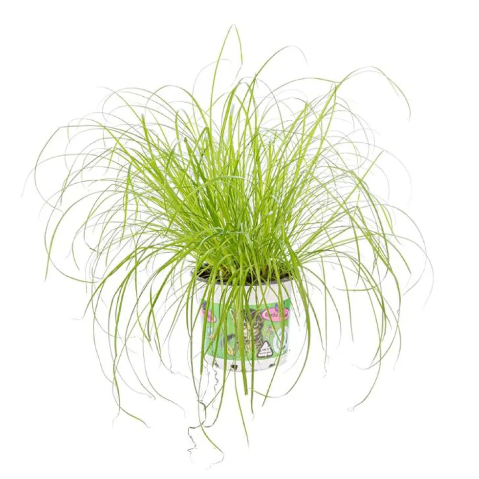 Cyperus Zumula ou Herbe à chat verte. Le pot Ø 12 cm