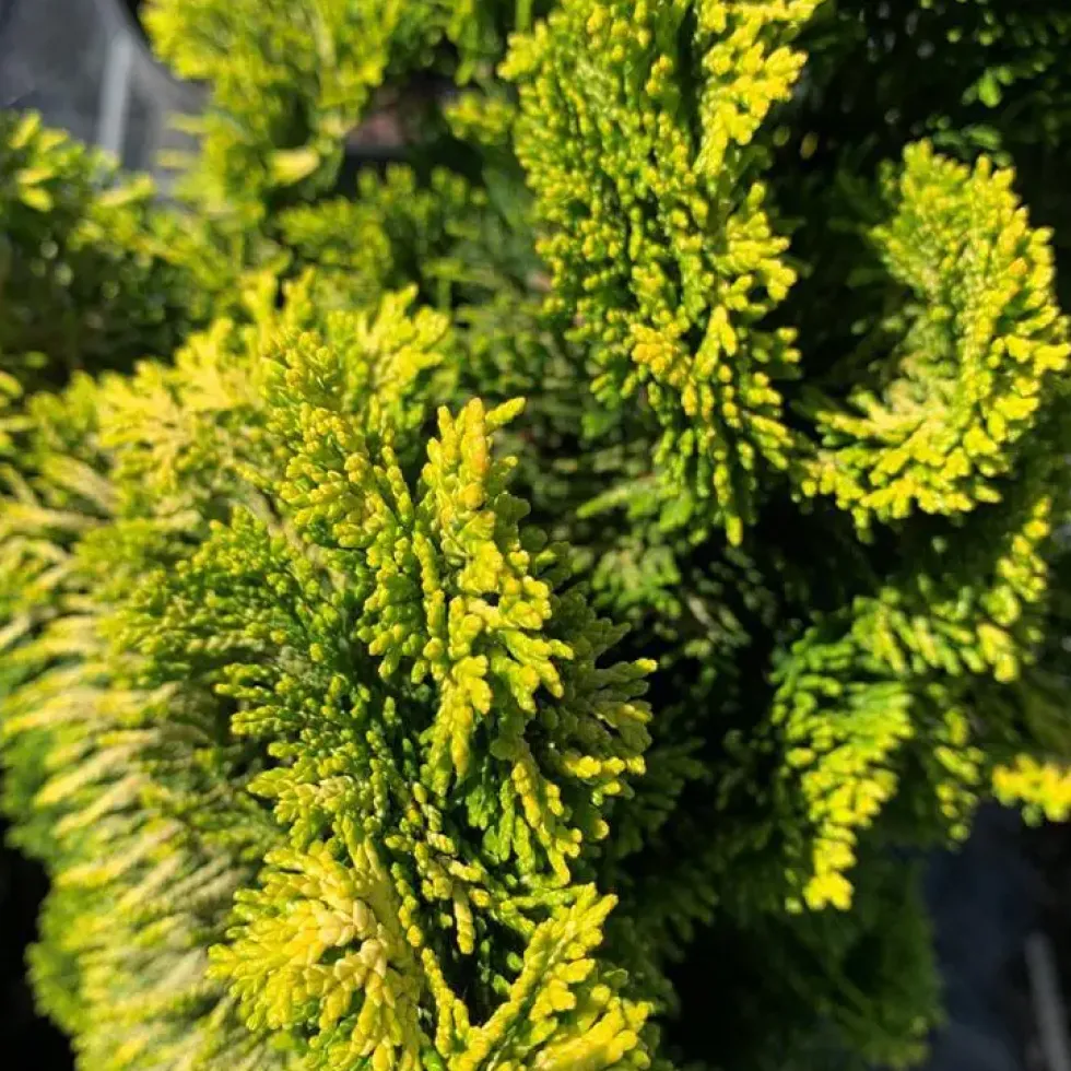 Cyprès du Japon (Chamaecyparis Obtusa Aurora) 30/40. Le pot 5 litres