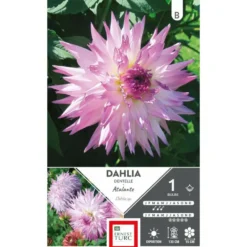 Dahlia cactus dentelle Atalante blanc à pointes mauve Ernest Turc - 1 bulbe