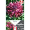 Dahlia cactus dentelle Colorama violine blanc Ernest Turc - 1 bulbe