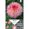 Dahlia fleurs géantes rose Ernest Turc Myrtle’s folly - 1 bulbe