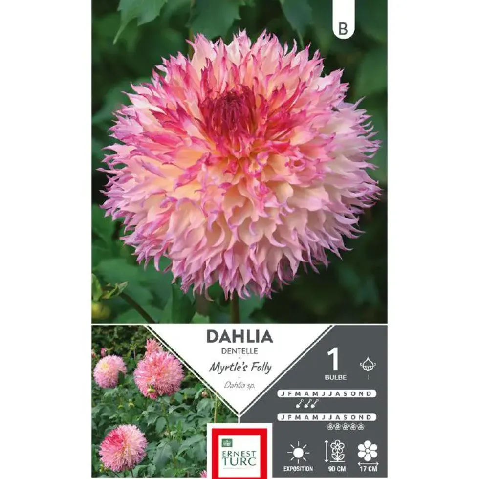 Dahlia fleurs géantes rose Ernest Turc Myrtle’s folly - 1 bulbe