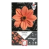 Dahlia sienna and black orange Ernest Turc - 1 bulbe