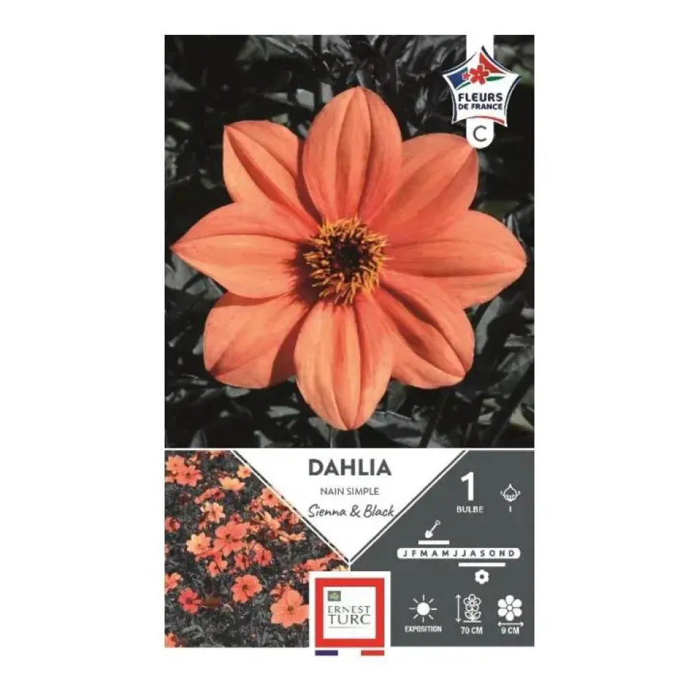 Dahlia sienna and black orange Ernest Turc - 1 bulbe