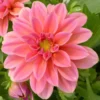 Dahlia varié à fleurs multicolores - Le pot de 15 litres