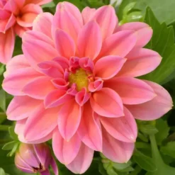 Dahlia varié à fleurs multicolores - Le pot de 15 litres