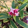 Daphne Odora Aureomarginata 30/40. Le pot de 2 litres