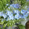 Delphinium Blue Fountains Varié - Le pot de 7,5 litres
