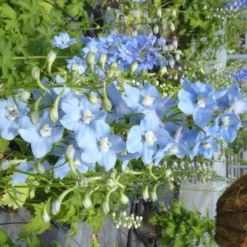 Delphinium Blue Fountains Varié - Le pot de 7,5 litres