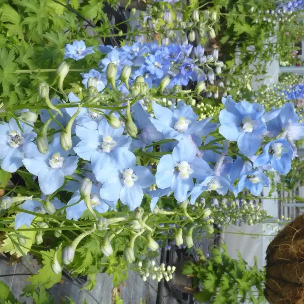 Delphinium Blue Fountains Varié - Le pot de 7,5 litres