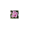 Dianthus Pink Kisses - Le pot de 2 litres