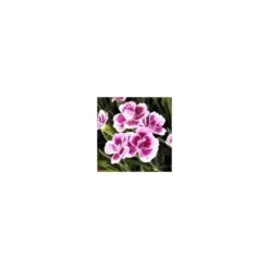 Dianthus Pink Kisses - Le pot de 2 litres