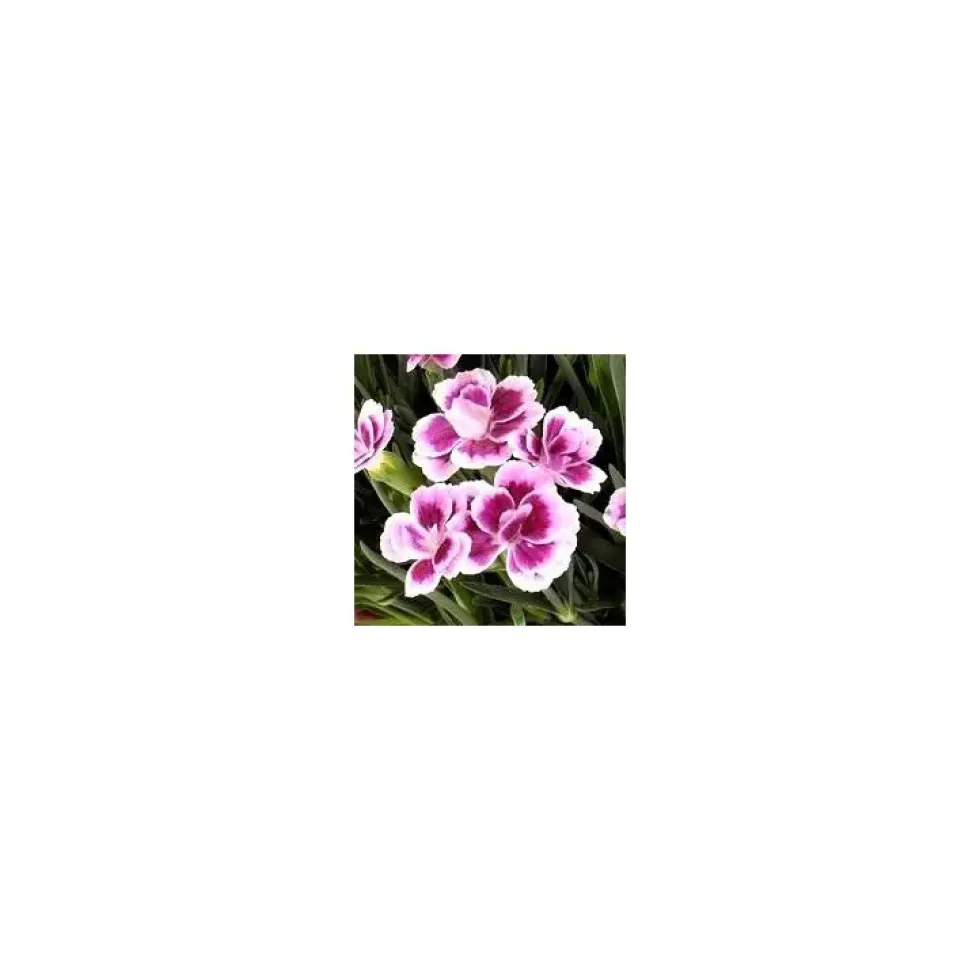 Dianthus Pink Kisses - Le pot de 2 litres