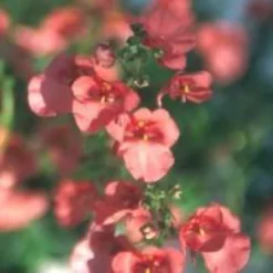 Diascia - Le pot de 2,5 litres