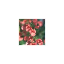 Diascia - Le pot de 2,5 litres