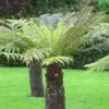 Dicksonia ou Fougère arborescente - Le pot de 5 litres